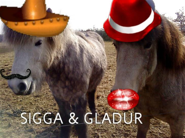 Islænder Gladur **SOLT** billede 12