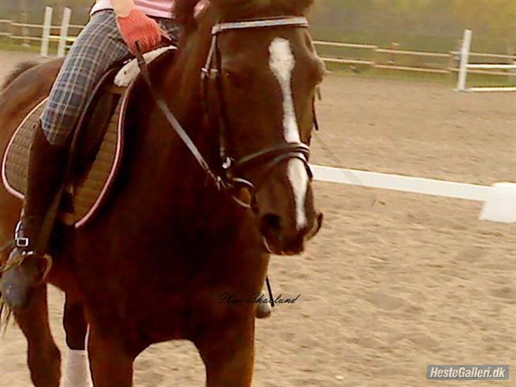 Anden særlig race Miss Nelly *SOLGT* - rider <3 (;  billede 14