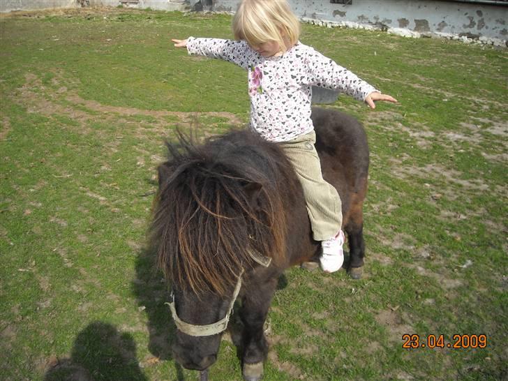 Shetlænder Sofus<3 billede 13