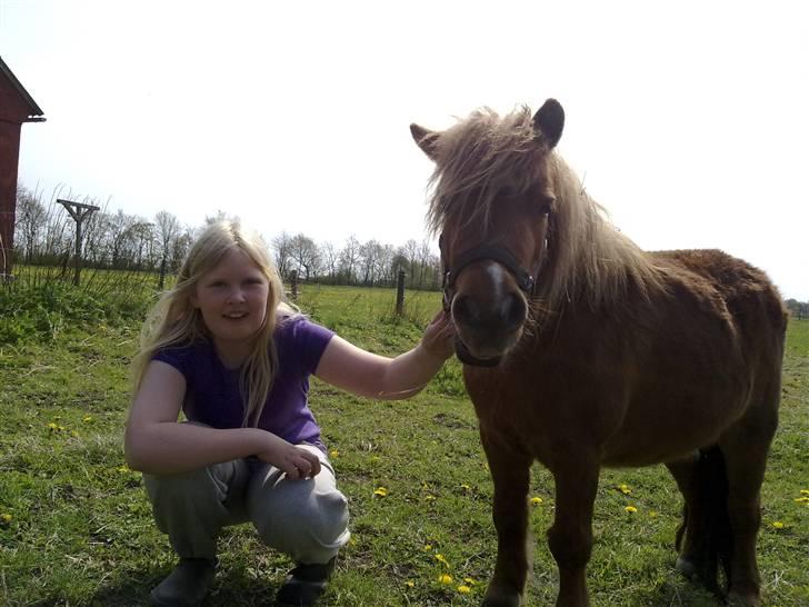 Shetlænder Lotte *Prinsessen* <3 - mig og lotte hygger billede 2