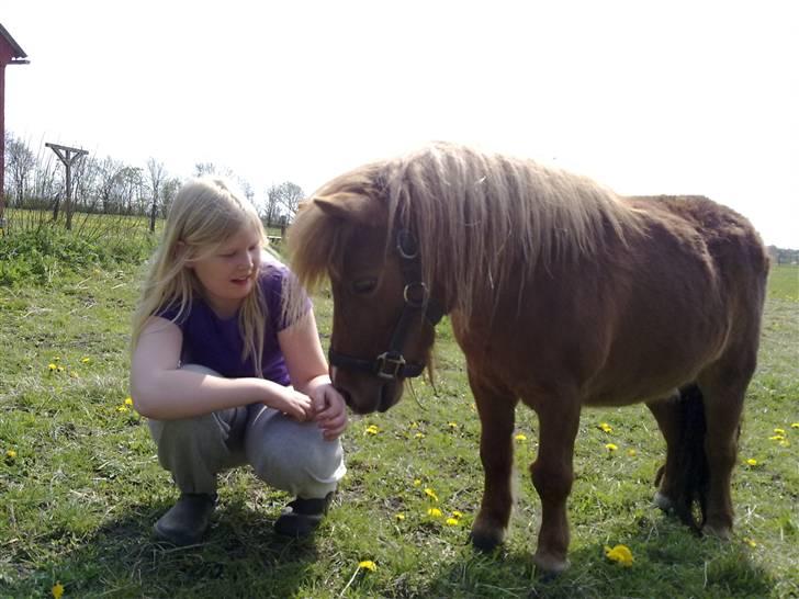 Shetlænder Lotte *Prinsessen* <3 - fordi du for mig til at smile hele tiden :D billede 3