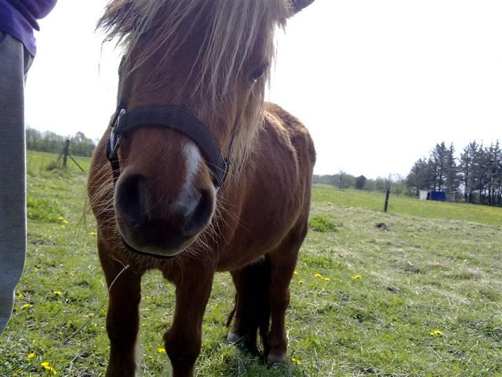 Shetlænder Lotte *Prinsessen* <3 - fordi du bare er perfekt og vi aldrig kan skilles billede 6