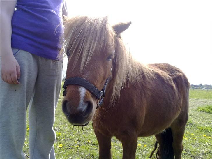 Shetlænder Lotte *Prinsessen* <3 - du er bare den bedste :D billede 7