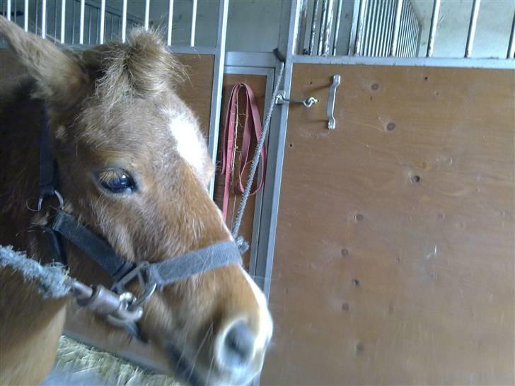 Shetlænder Lotte *Prinsessen* <3 - du er så dejlig  billede 10