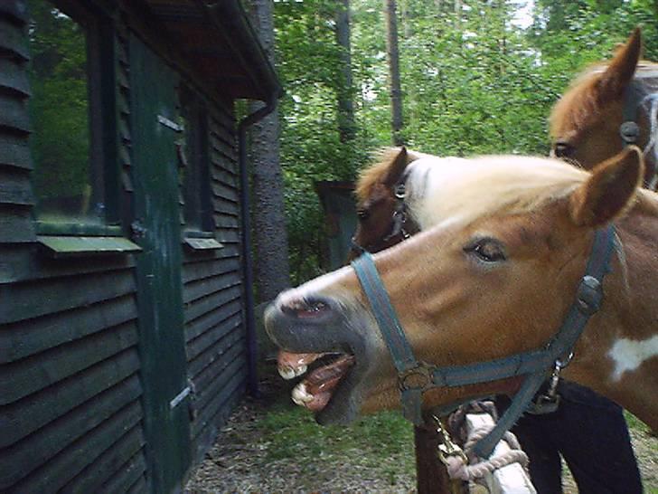 Anden særlig race Mille - mille er træt billede 20