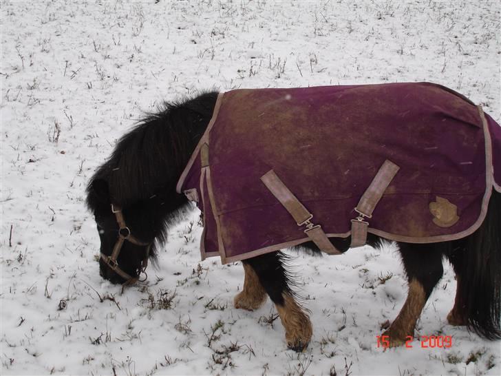 Shetlænder Rosa  - jeg ved altså at der er græs, hvis jeg bare leder længe nok! billede 9