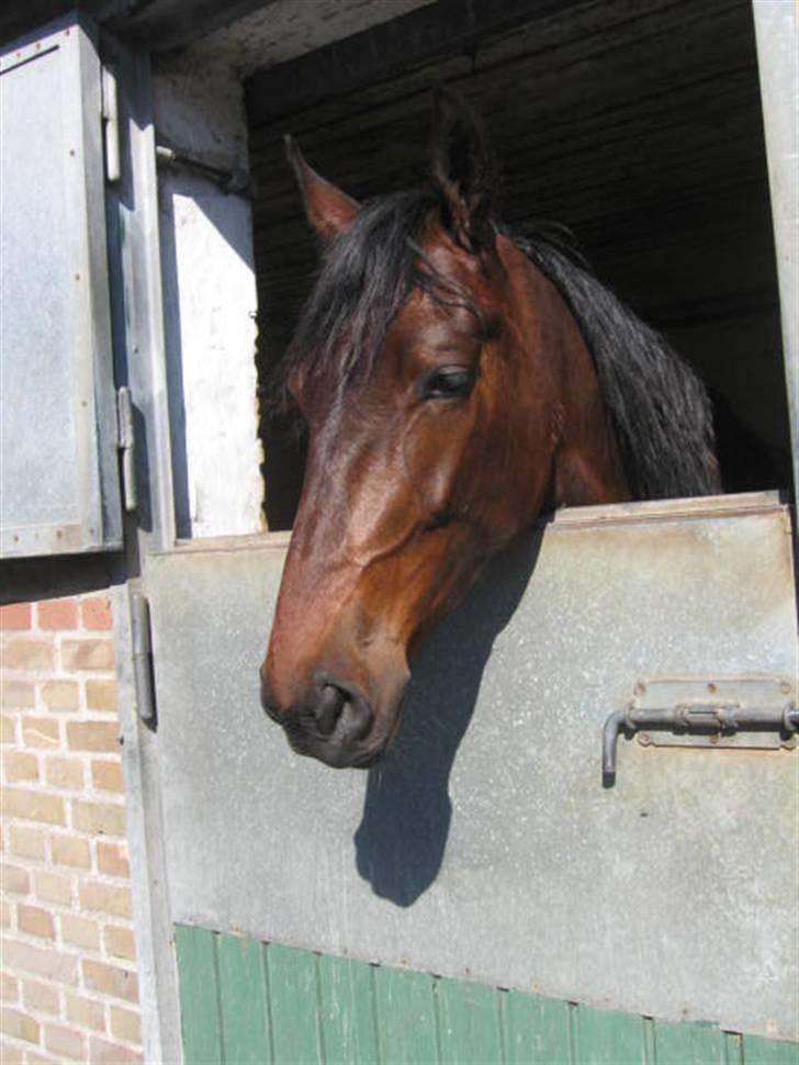 Traver Nimbus ( pas hest) Solgt  - står i boksen efter en lang dag billede 10