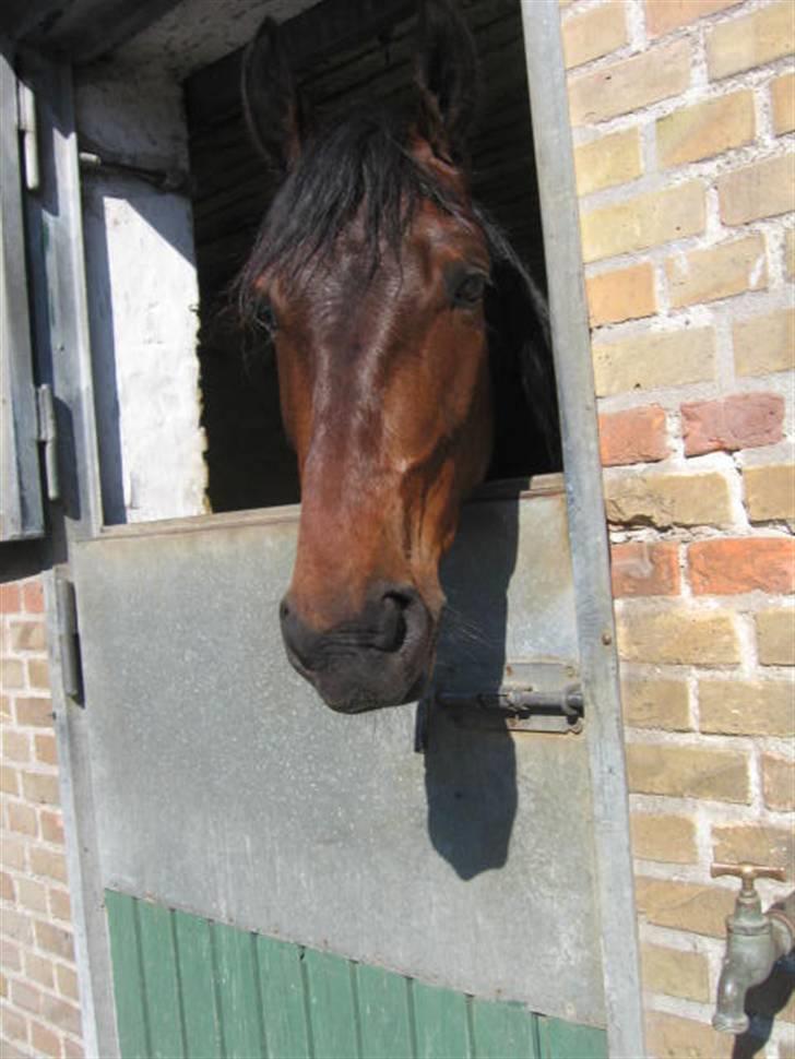 Traver Nimbus ( pas hest) Solgt  - vi hyggede lidt efter hans lange køre tur billede 11
