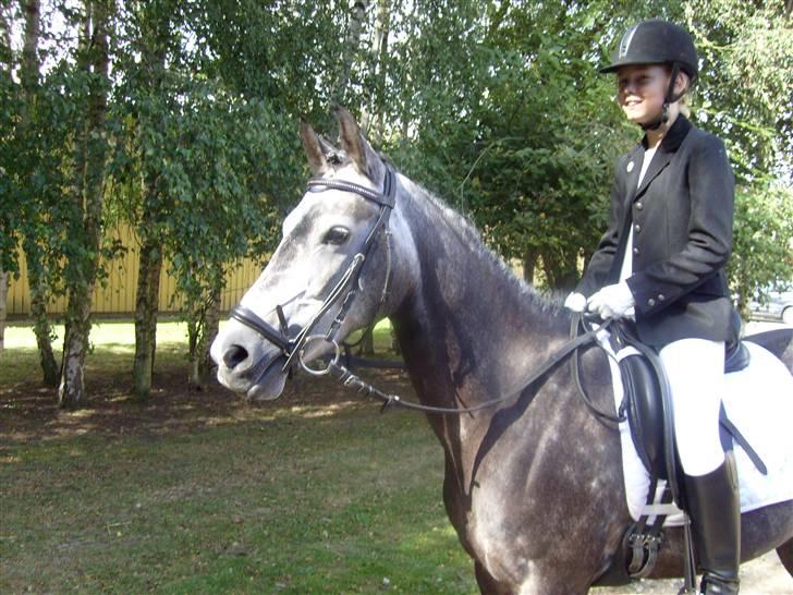 Welsh Cob (sec D) Misty (solgt) - Efter stævnet. billede 3