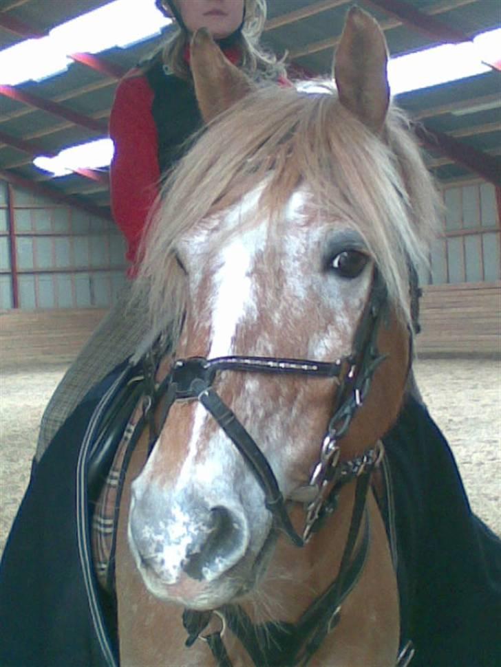 Anden særlig race Just hugo Forever  billede 16