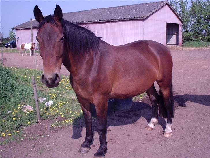 Oldenborg Tofteløkkens Gina billede 10