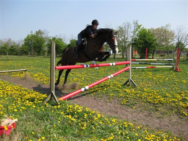 Anden særlig race Bandit - Vi springer 110 cm d. 2/5 billede 20