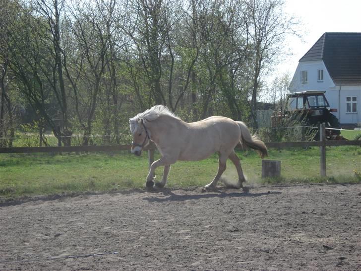 Fjordhest Erika billede 6
