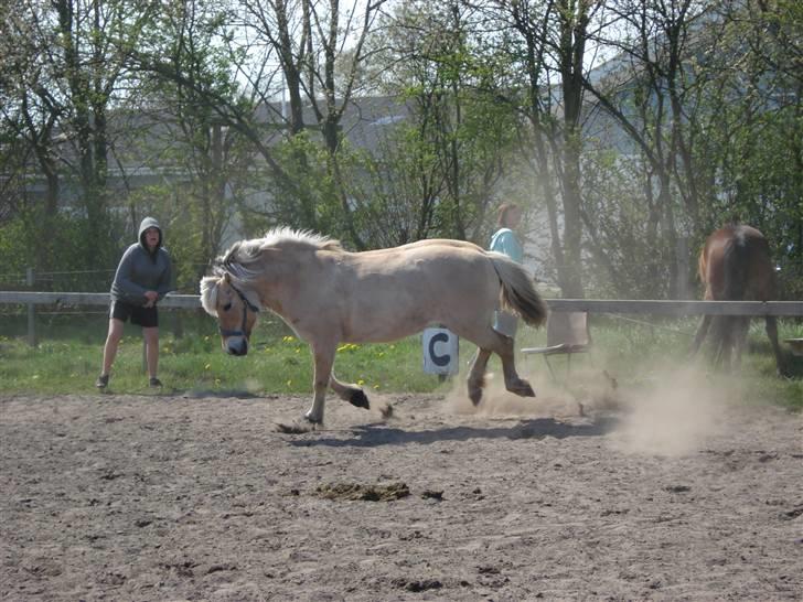 Fjordhest Erika billede 7