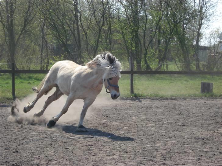Fjordhest Erika billede 8
