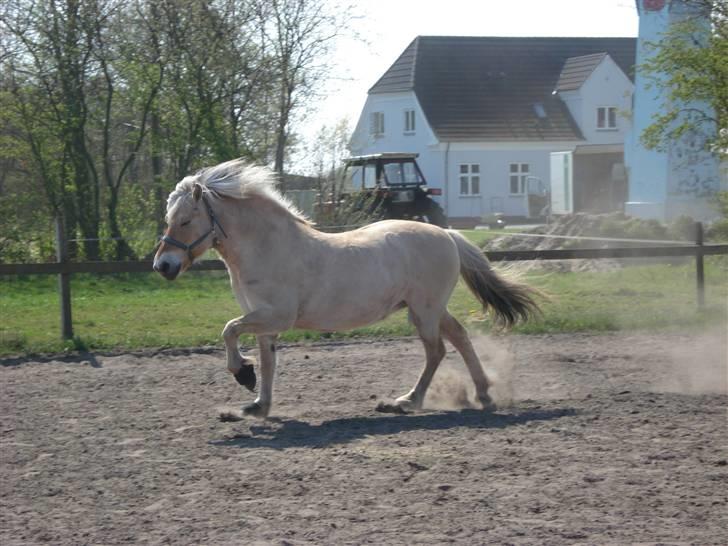 Fjordhest Erika billede 9