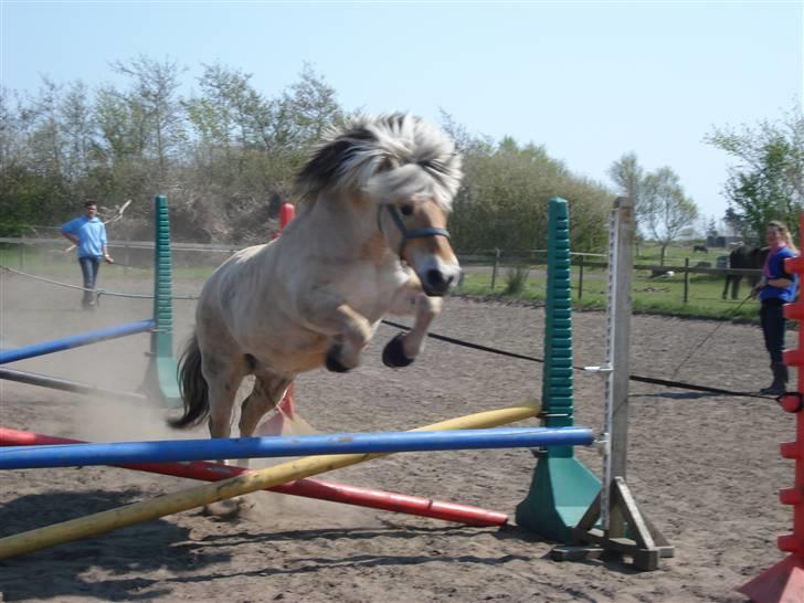 Fjordhest Erika billede 10