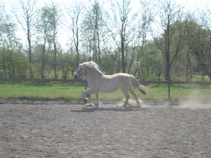 Fjordhest Erika billede 11