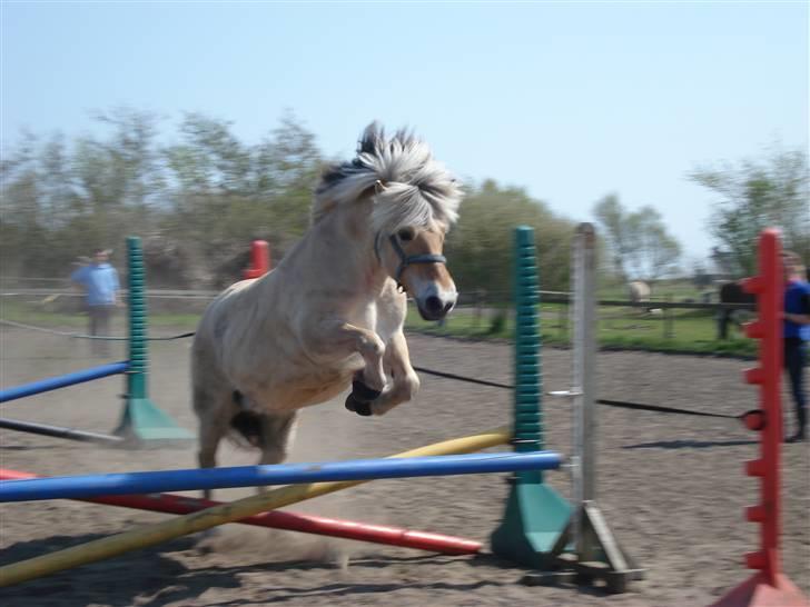 Fjordhest Erika billede 12