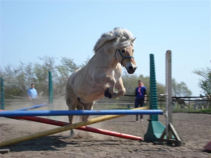 Fjordhest Erika billede 13