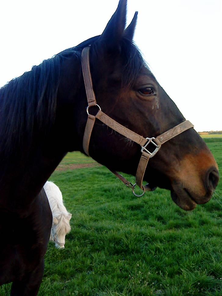 Oldenborg Cille  billede 4