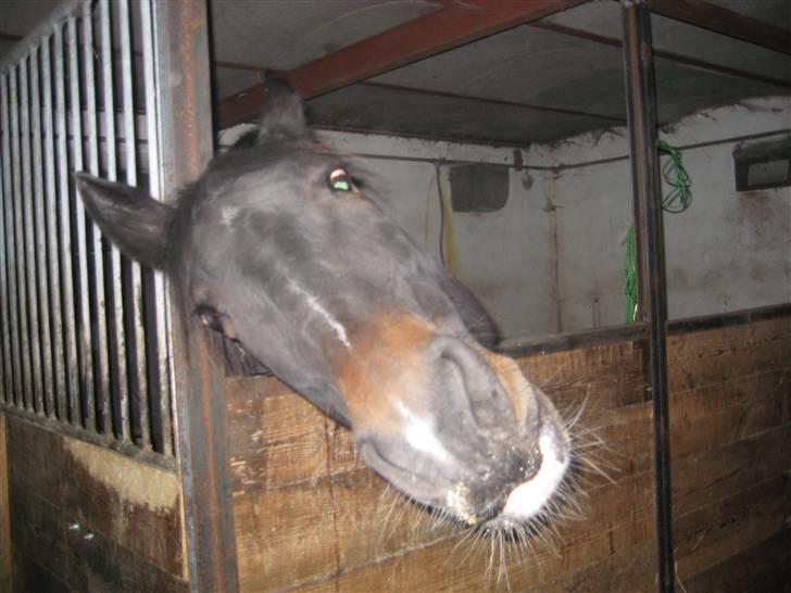 Oldenborg Cille  billede 5