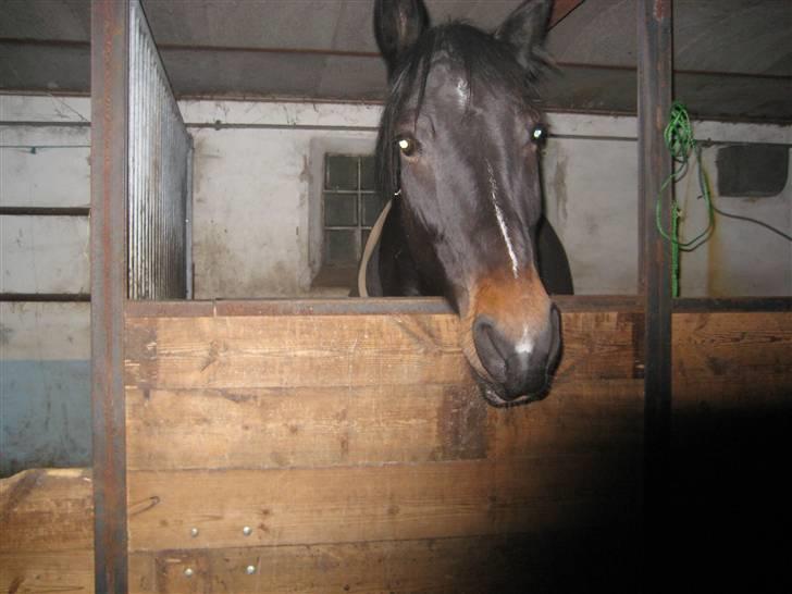 Oldenborg Cille  billede 6