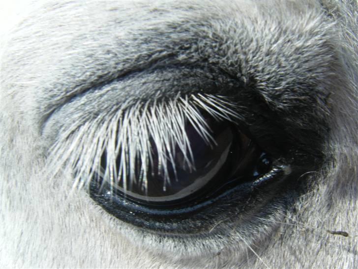 Anden særlig race Laika  - #20 The eye i miss to look into [Foto-Mig] billede 20