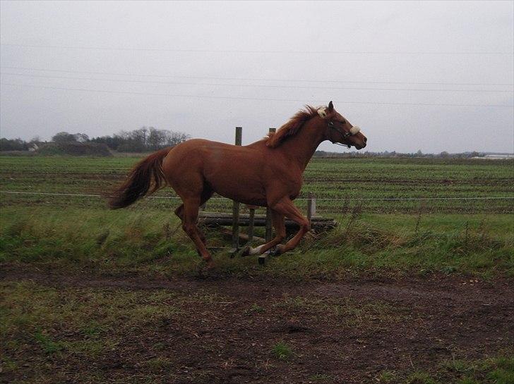 Fuldblod (XX) Don't Hide Me billede 18