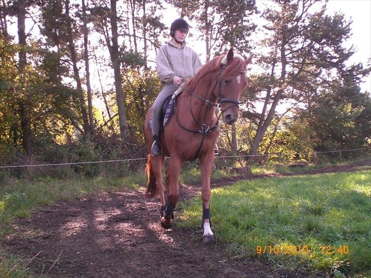 Fuldblod (XX) Don't Hide Me billede 19