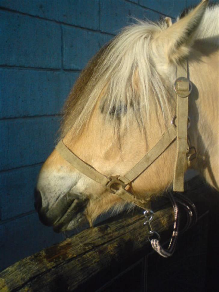 Fjordhest Bubber - Bubber er sur fordi jeg har taget hans slikkesten fra ham. billede 8