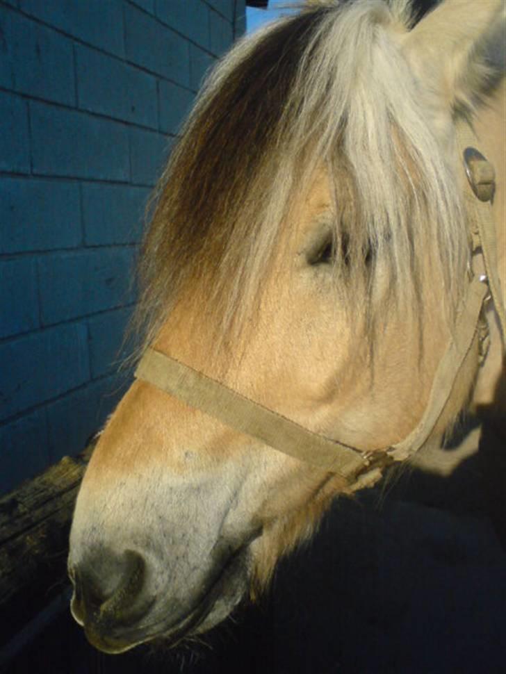 Fjordhest Bubber - Han er tøet lidt op men er stadig fornærmet :) billede 9