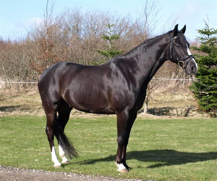 DSP Barrichello † R.I.P † - sry to say, men han er desværre vallak :-)!! foto: Sofie Slot billede 7