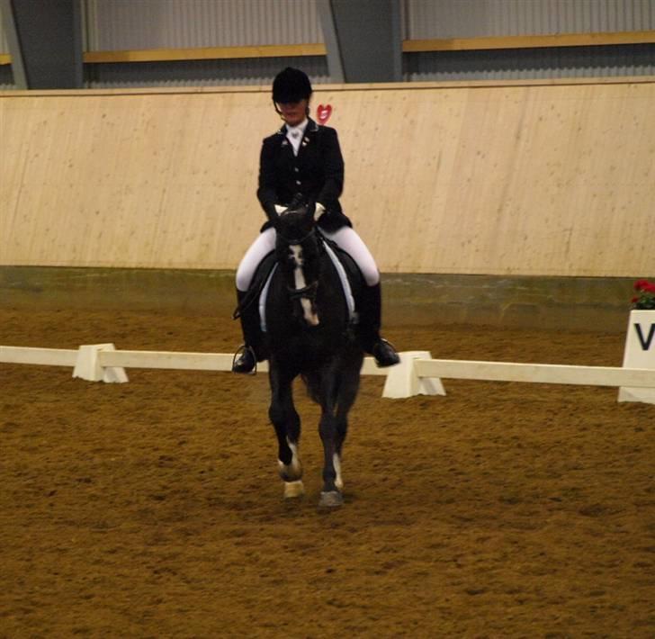 DSP Barrichello † R.I.P † - distriktstævne herning, første PRI. foto Maria :D <3 billede 10