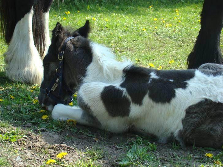 Irish Cob columbus ( solgt ) billede 14