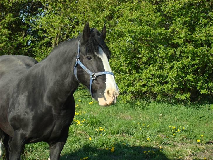 Irish Cob Barbie R.I.B billede 19