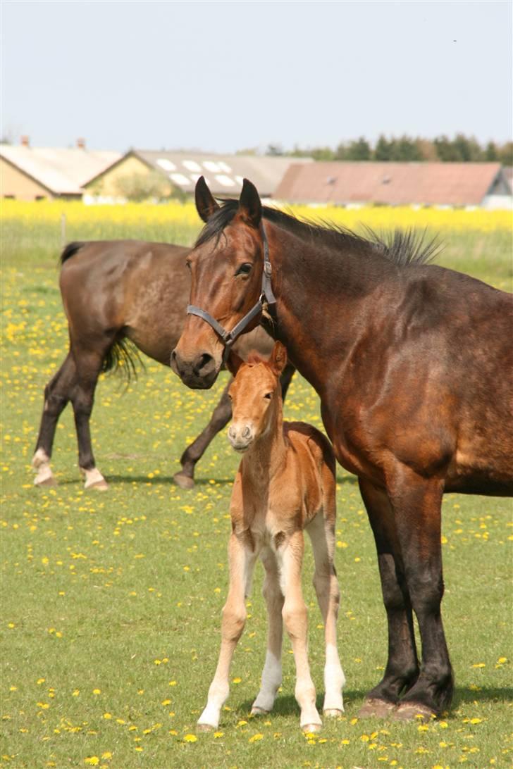 Oldenborg tanja Nyholm billede 15