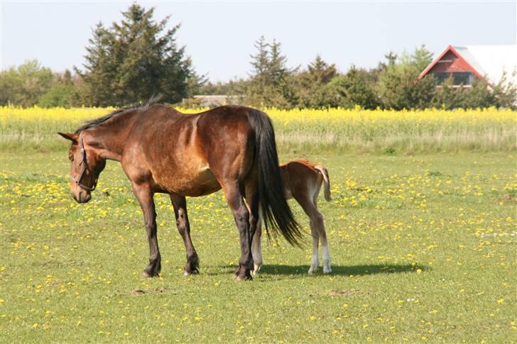 Oldenborg tanja Nyholm billede 16