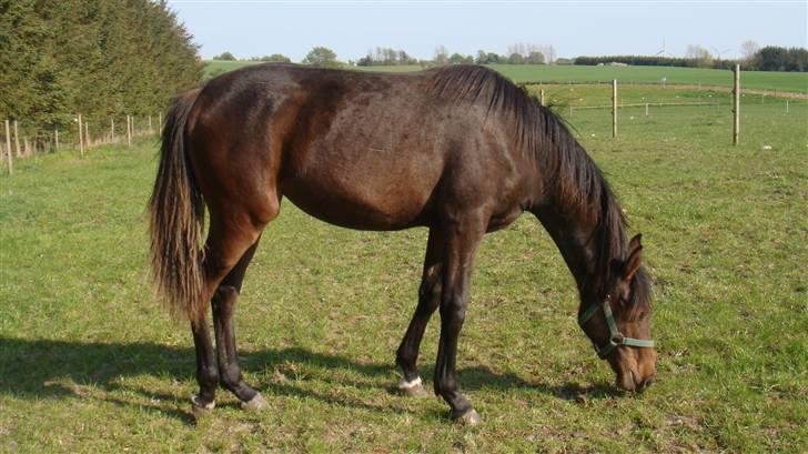 Holstener Caviola - Smukke tøs;) billede 1