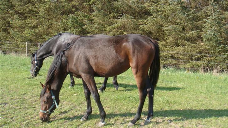 Holstener Caviola billede 2