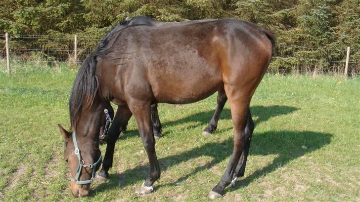 Holstener Caviola billede 3