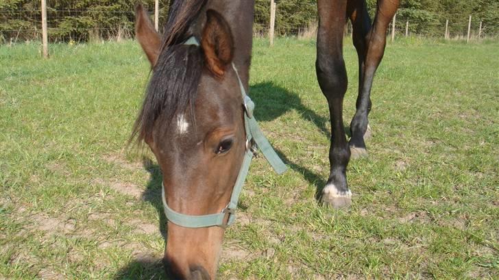 Holstener Caviola billede 4