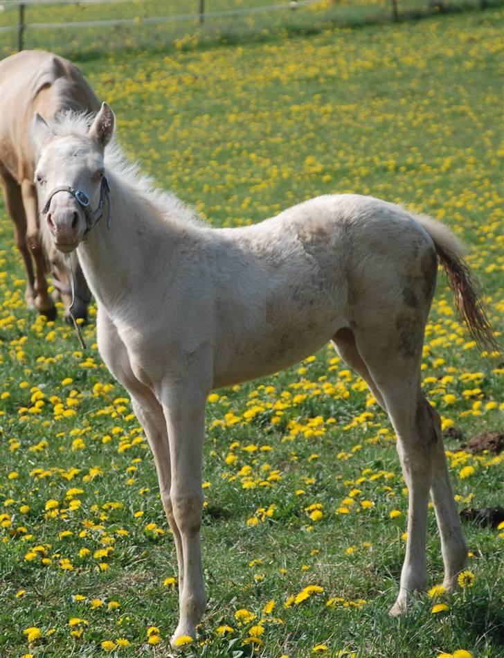 Palomino Lysgaards Miss Sophie billede 6