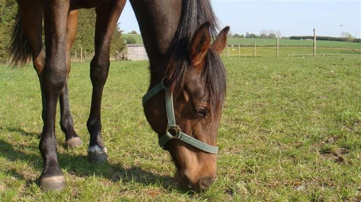 Holstener Caviola billede 6