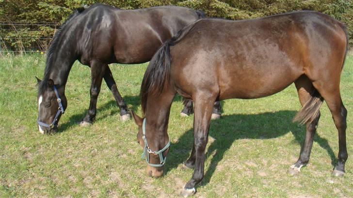 Holstener Caviola - Caviola og "onkel" Aladin. Han er virkelig beskyttende overfor hende:) billede 7