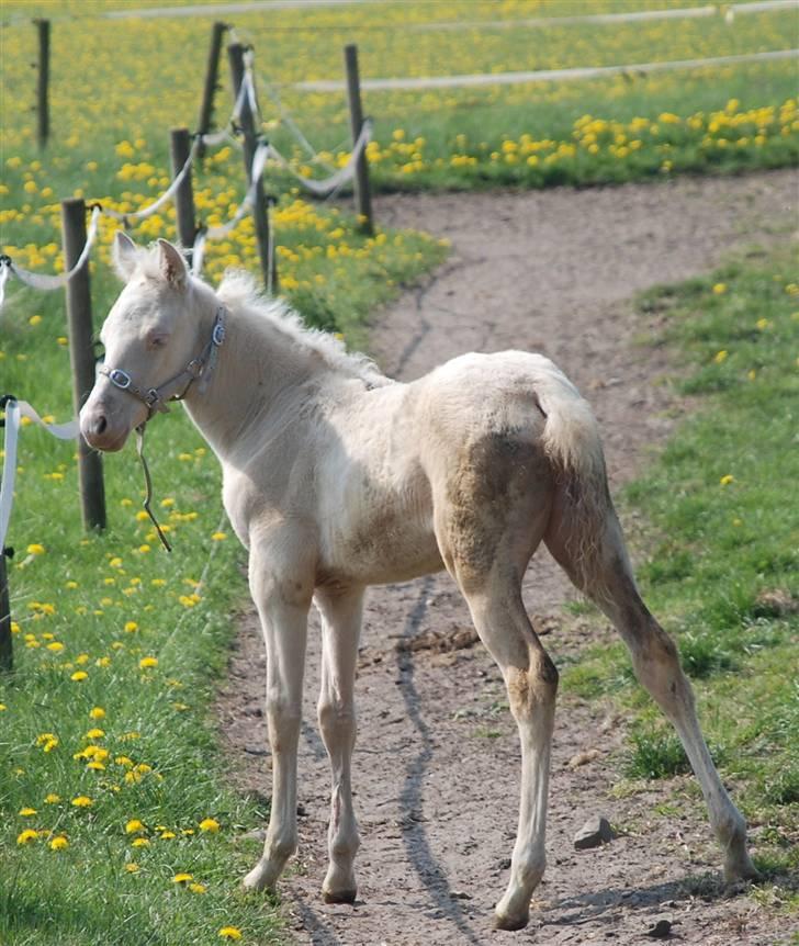 Palomino Lysgaards Miss Sophie billede 7