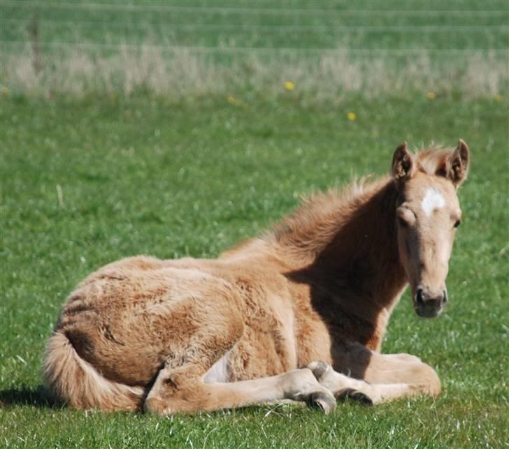 Palomino Lysgaards Dharma billede 13