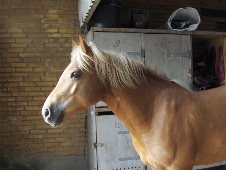 Haflinger Calina billede 19