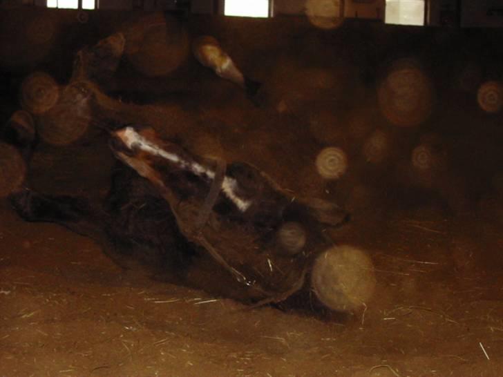 DSP Bøgely's Mille SOLGT billede 9