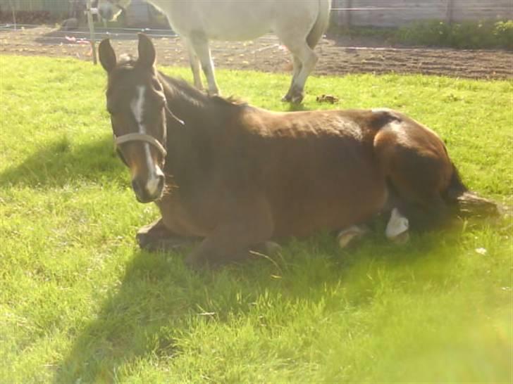 DSP Bøgely's Mille SOLGT billede 10